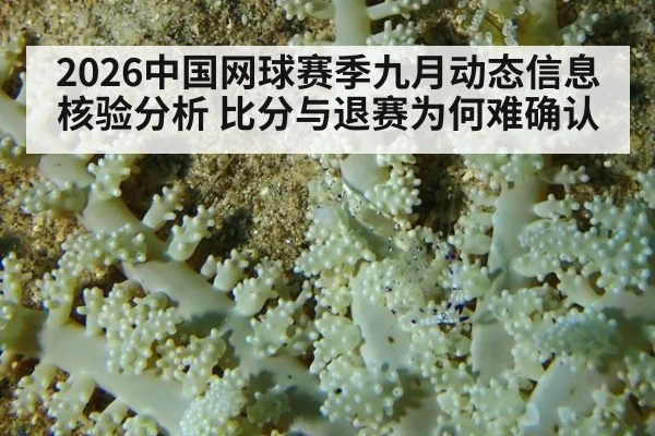 2026中国网球赛季九月动态信息核验分析 比分与退赛为何难确认